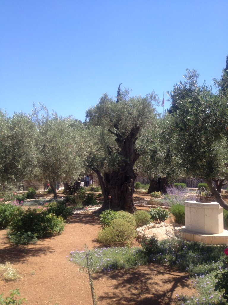 Garden of Gethsemane